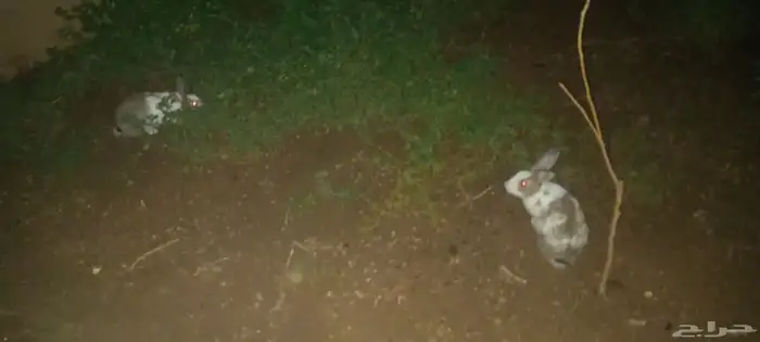 ارانب بلدي العدد 2 ذكر وأنثى الأنثى قريبه الولاده السوم واصل 1