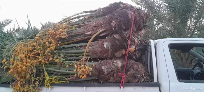 نخل اللبيع في الرياض 9
