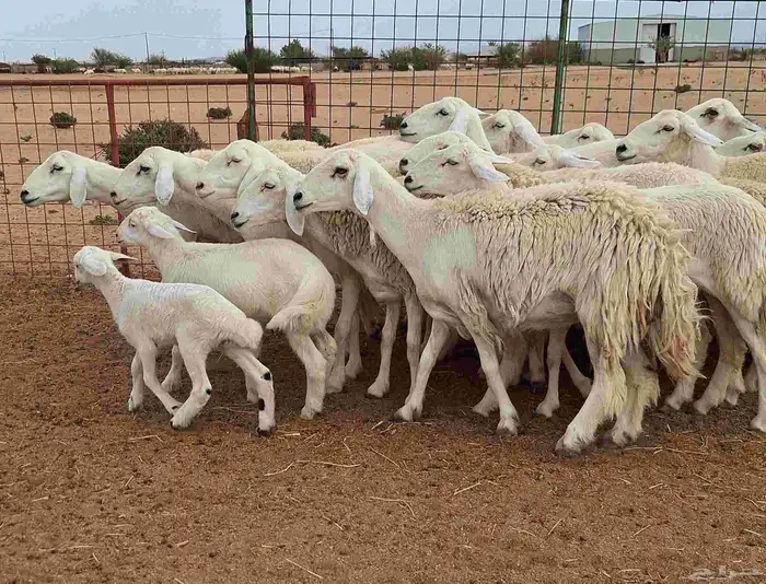 غنم حريات طيبه دفيع ومضريع العدد 19 تحتها 4 للقناي 20