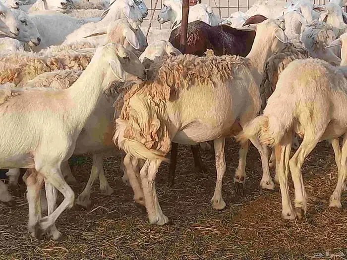 ضان حريات مراح العدد 54 تحتها 9 بهم 8