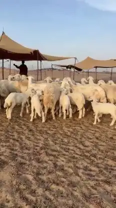 خلفات طيبة عددها 35 تحتها 33 شيء فاخر 2