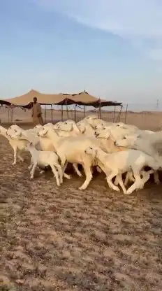 خلفات طيبة عددها 35 تحتها 33 شيء فاخر 0