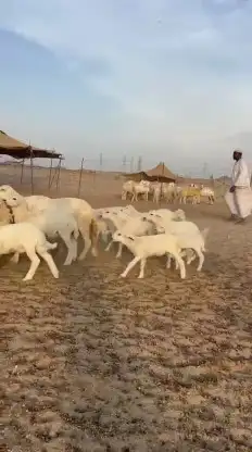 خلفات طيبة عددها 35 تحتها 33 شيء فاخر 4