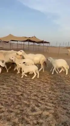 خلفات طيبة عددها 35 تحتها 33 شيء فاخر 5