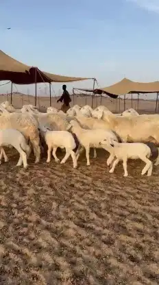 خلفات طيبة عددها 35 تحتها 33 شيء فاخر 6
