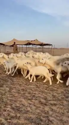 خلفات طيبة عددها 35 تحتها 33 شيء فاخر 1