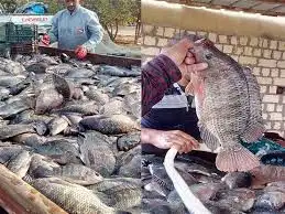 مزرعة سمك 0