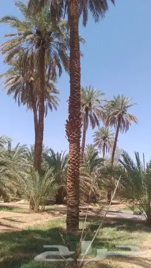 يوجد لدينا عمال صرام ومنقين بلكرتو 0