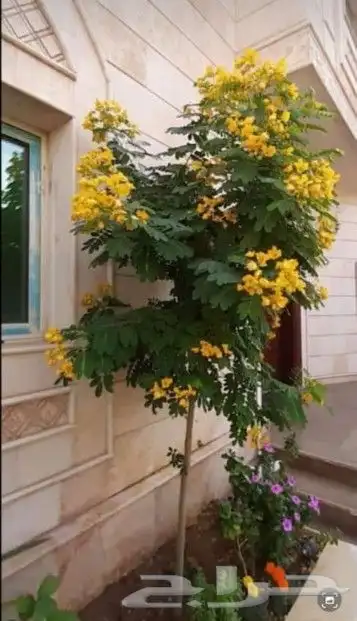 مشتل تنسيق حدائق 8
