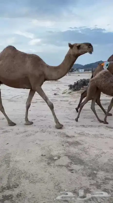 ضروبه حمراء شاق على جميع الشروط 0