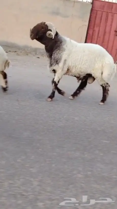 فحل نعيمي صنف للبيع 1