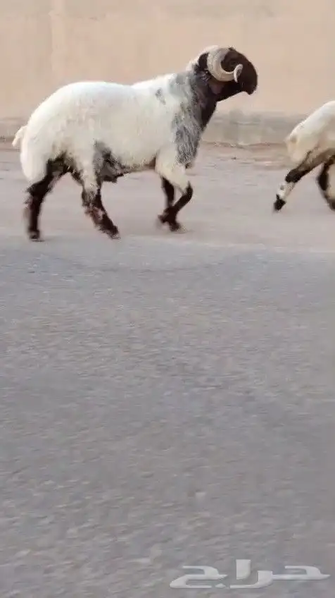 فحل نعيمي صنف للبيع 0