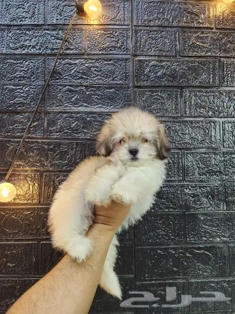 كلب مالتيبو Maltipoo للبيع 0
