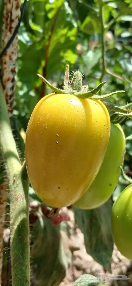 تنفيذ جميع أعمال الزراعة المائية 6