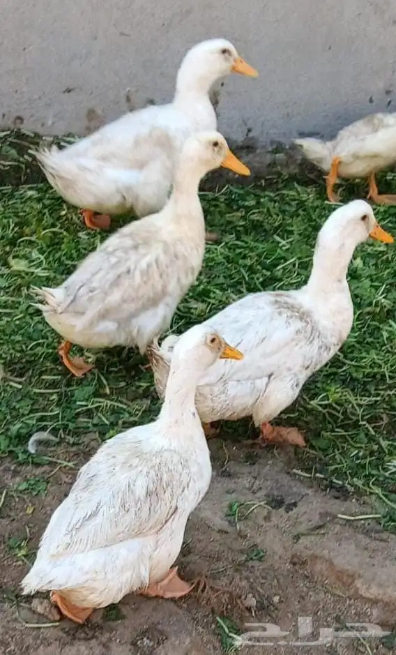 بط بكيني للأكل 0
