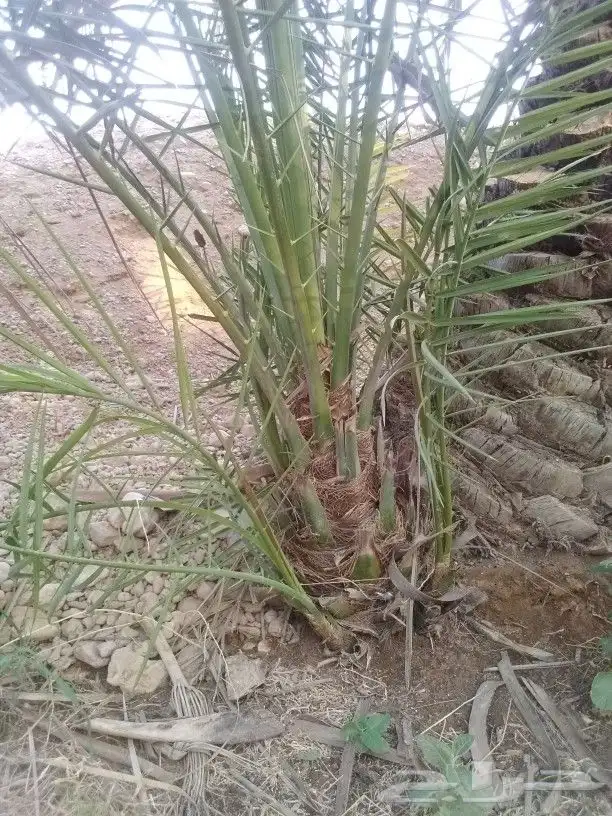 فروخ وجثايث 3