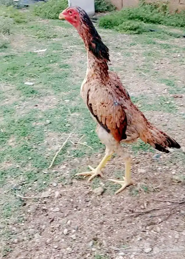 سلام عليكم عرض لكم دجاجه شامو ياباني عمر تقريبا 7 شهر الصحه 0