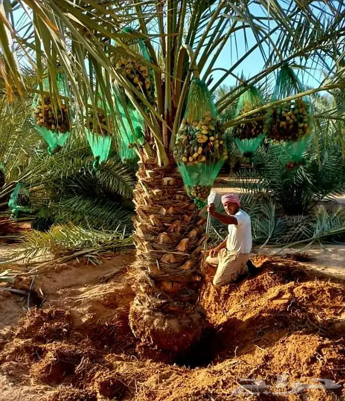 نخل مثمر نقايل جثايث اخلاص سكري برحي صقعي شيشي واشنطني 7