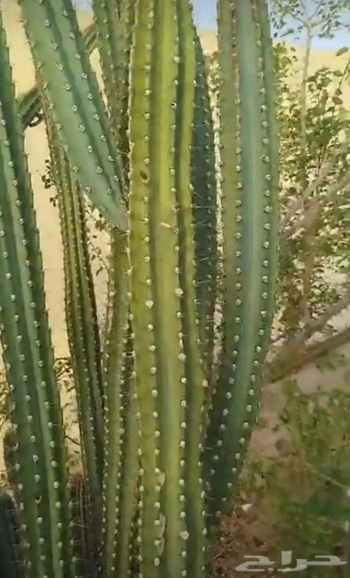 تفاح البيرو صبار التفاح فاكهه 3