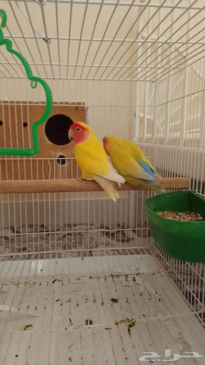 زوج روز منتج 3