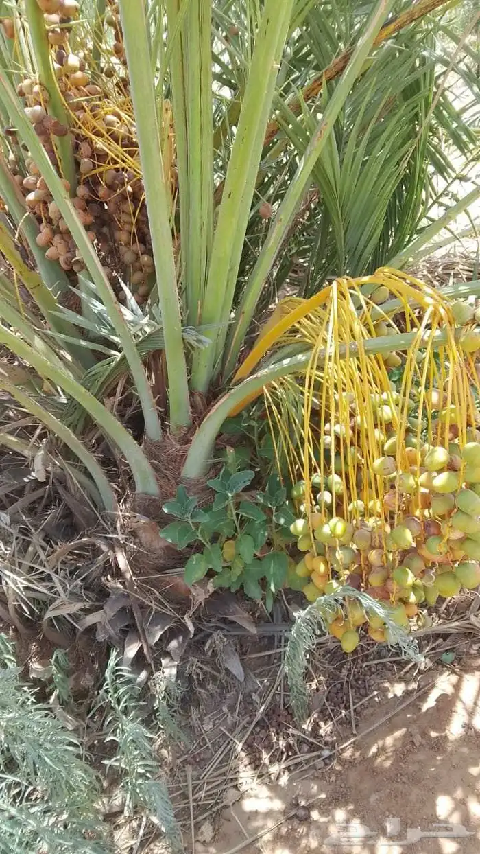 فروخ طيبه 1