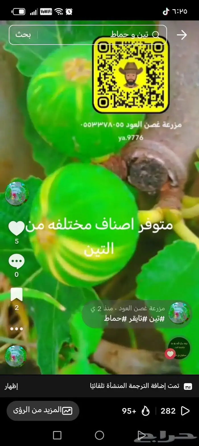 شتلات التين  تايقر تصنيفات مختلفه اخرى 0