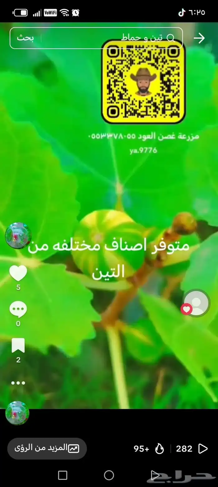 شتلات التين  تايقر تصنيفات مختلفه اخرى 1