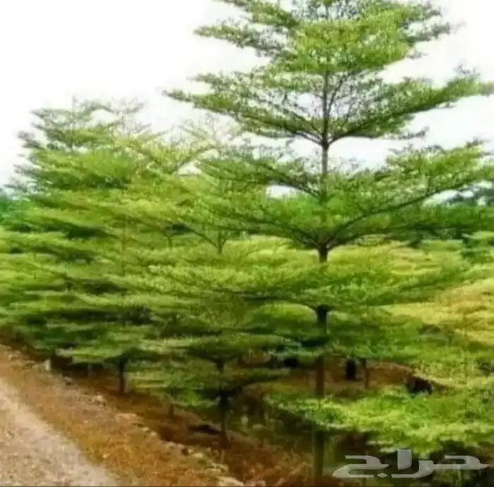 شتلات ترمناليا منتالي موقعنا مشتل في وادي نعمان كر بين مكة و 1