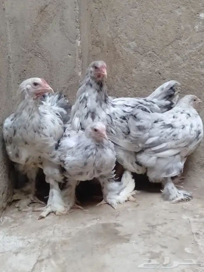 دجاج برھما للبيع 0