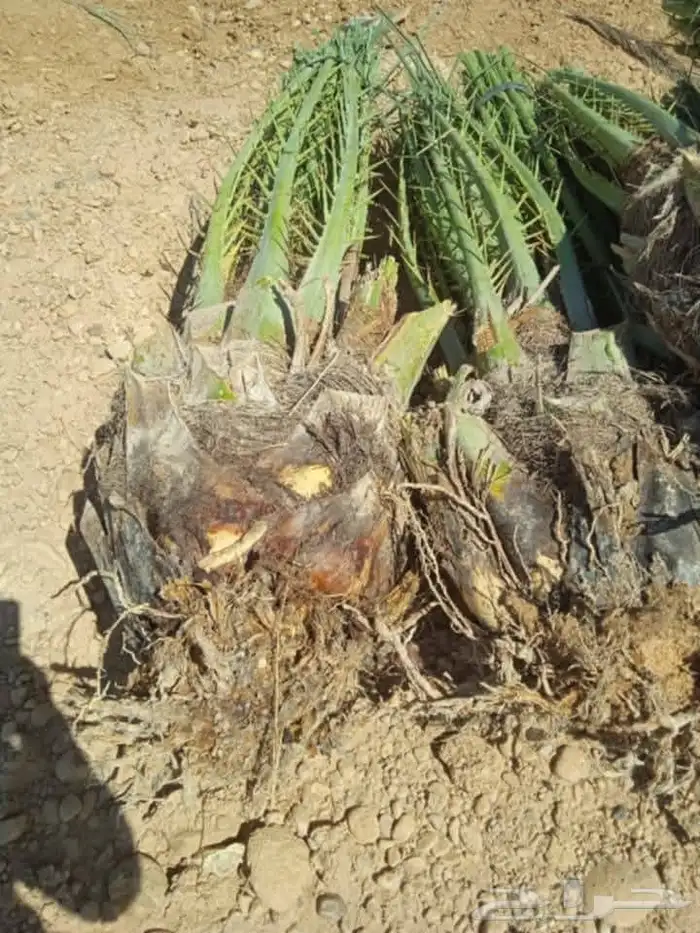 يوجد جميع الفسايل الطيبه والمثمر 0