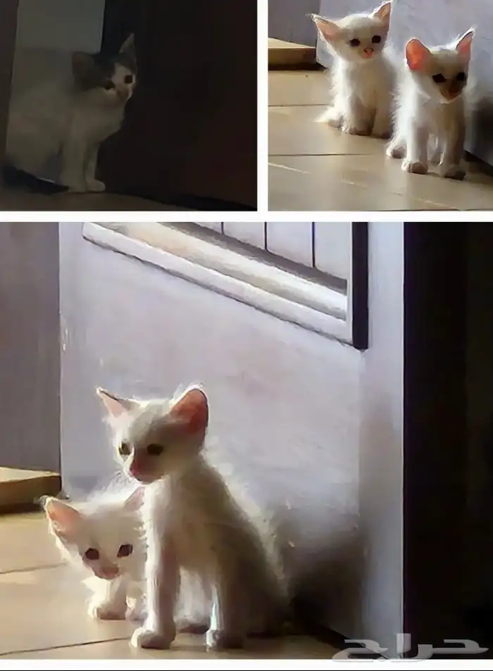 قطط شيرازية بيضاء للتبني 0