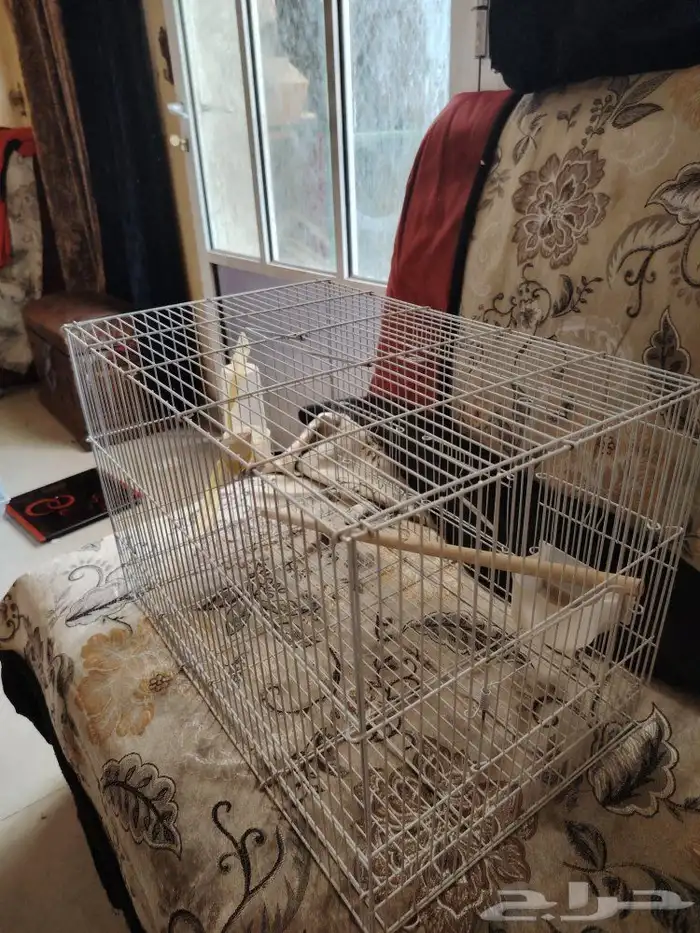 فقص عصافير كبير للبيع 2