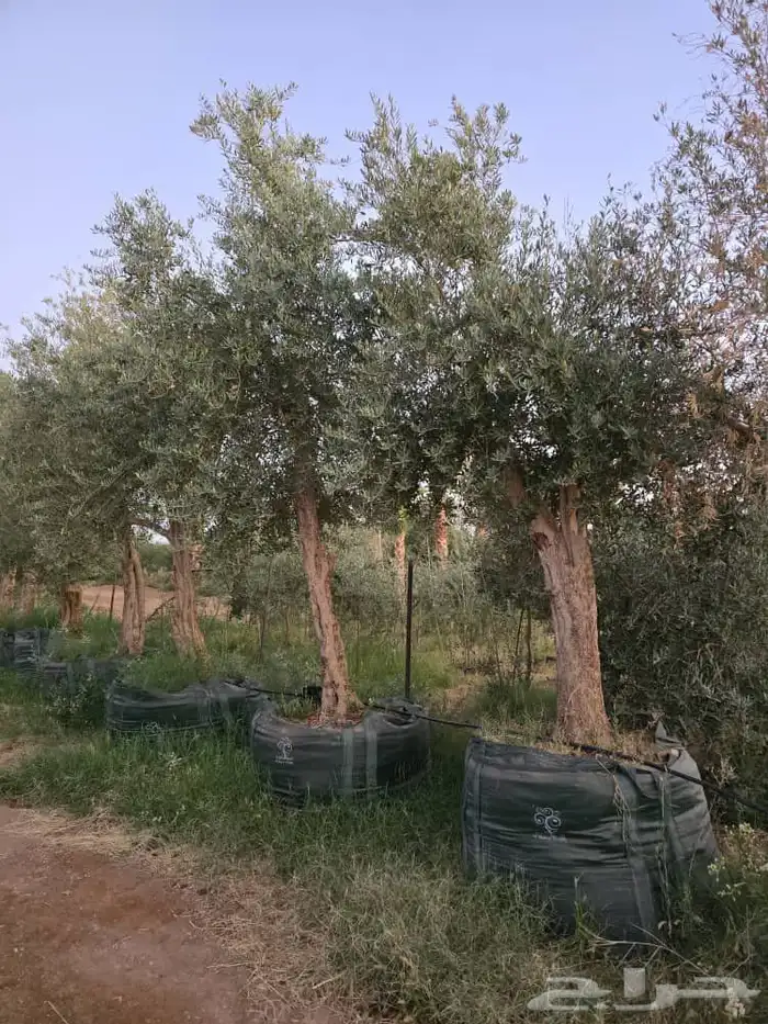 مقاول توريدنخيل عربي وواشنطني وأشجار زيتون 1