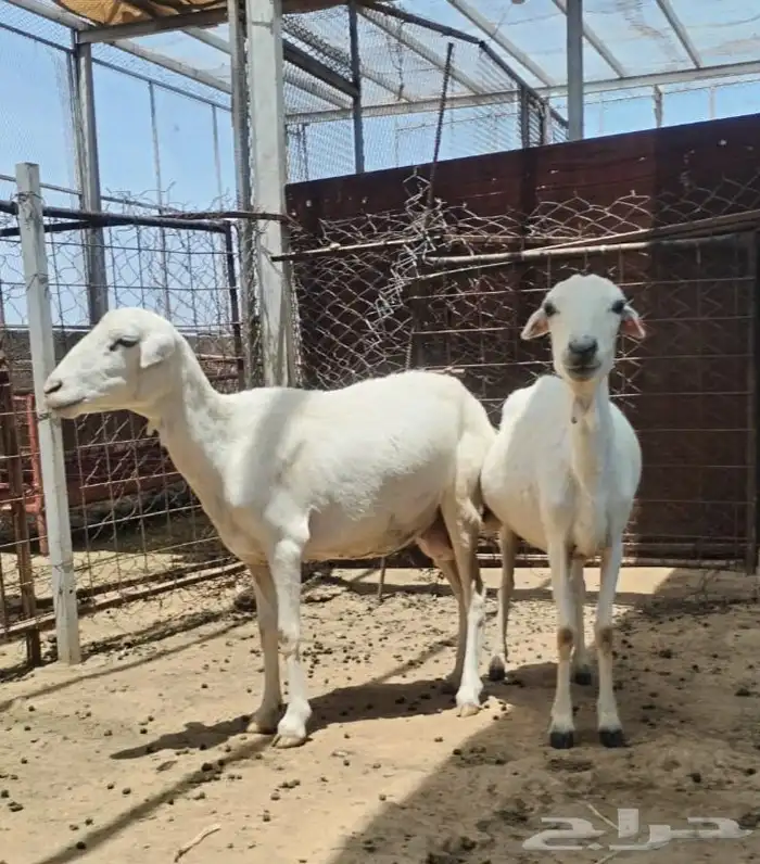 شياه سرحة جبال وحليب رفيدية ومشروطة 0
