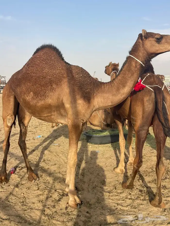بكره فرديه 1