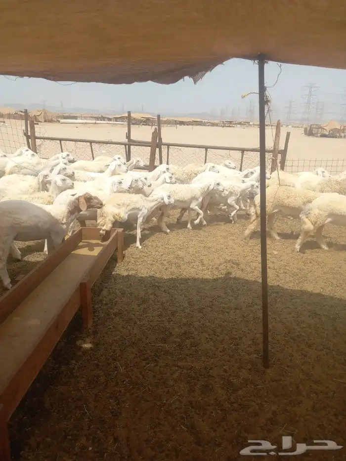 رخال جدعات فرش الفحل 7