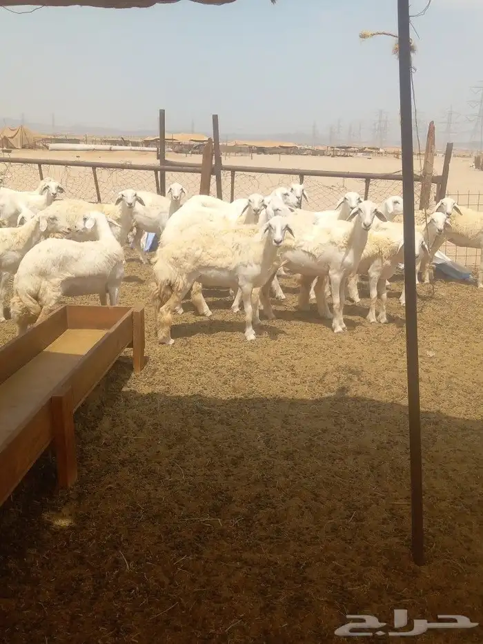 رخال جدعات فرش الفحل 4