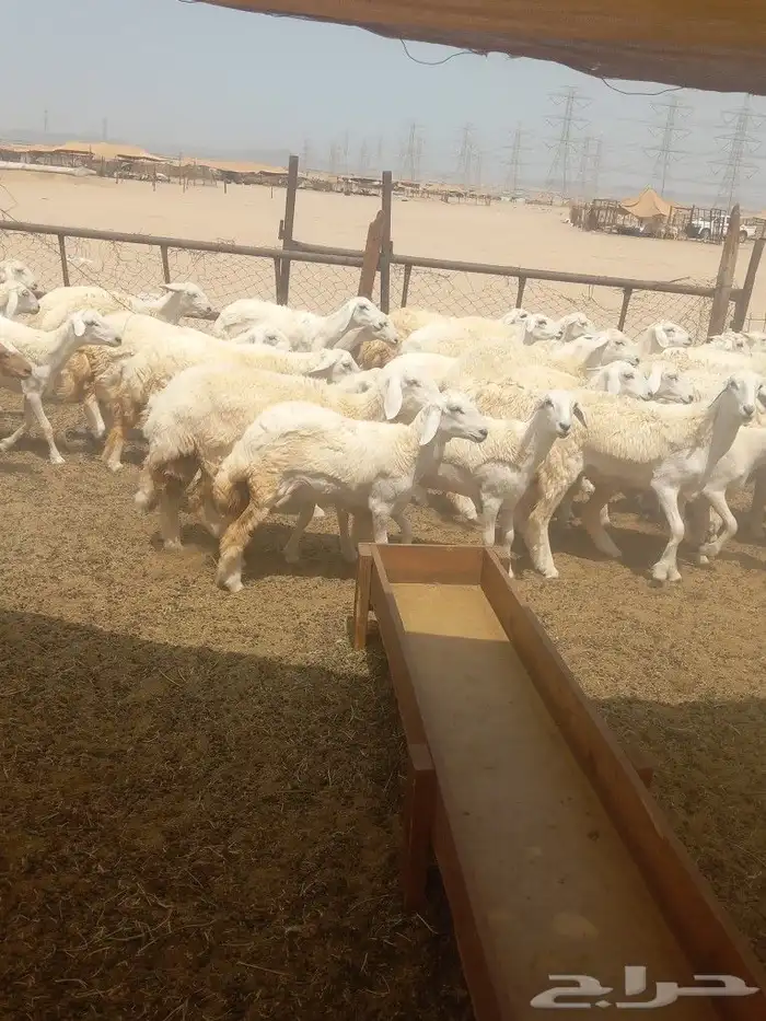 رخال جدعات فرش الفحل 0