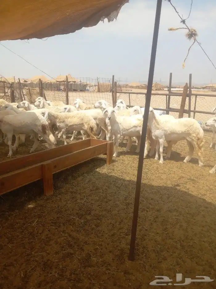 رخال جدعات فرش الفحل 6