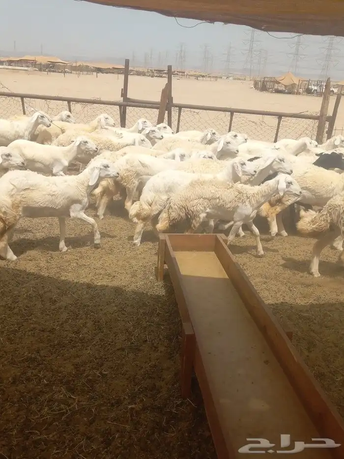 رخال جدعات فرش الفحل 2