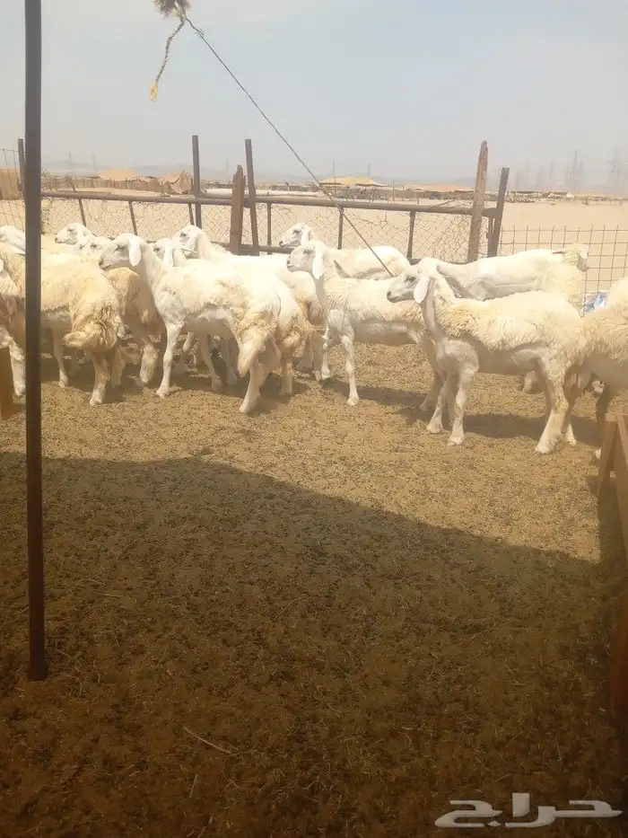 رخال جدعات فرش الفحل 5