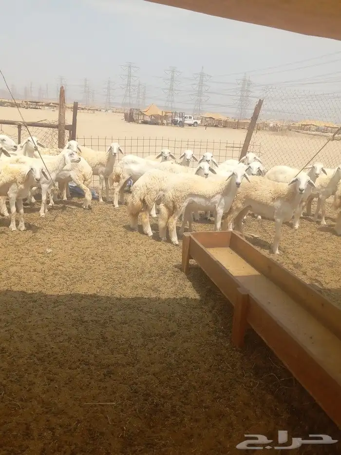 رخال جدعات فرش الفحل 3