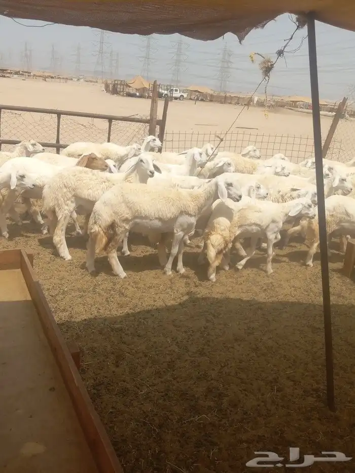 رخال جدعات فرش الفحل 1