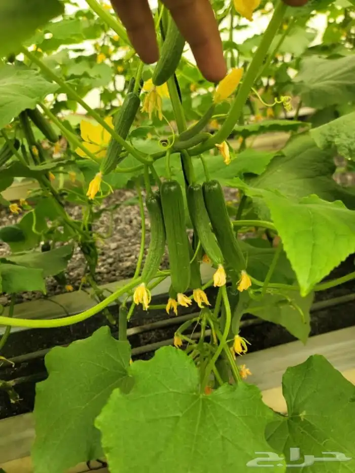 تنفيذ جميع أعمال الزراعة المائية 4