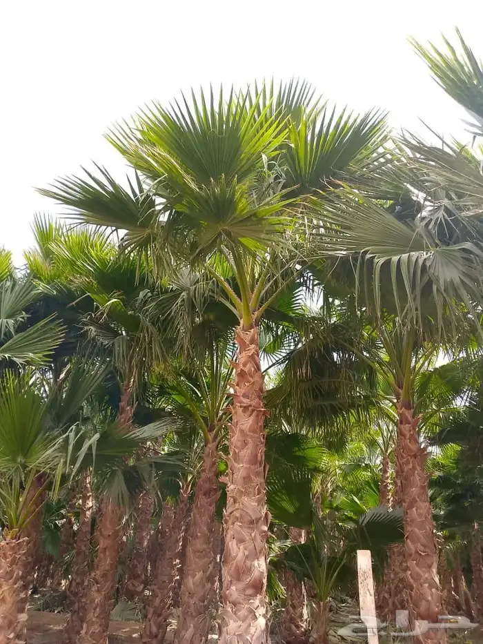 نخل واشنطني الرياض 1