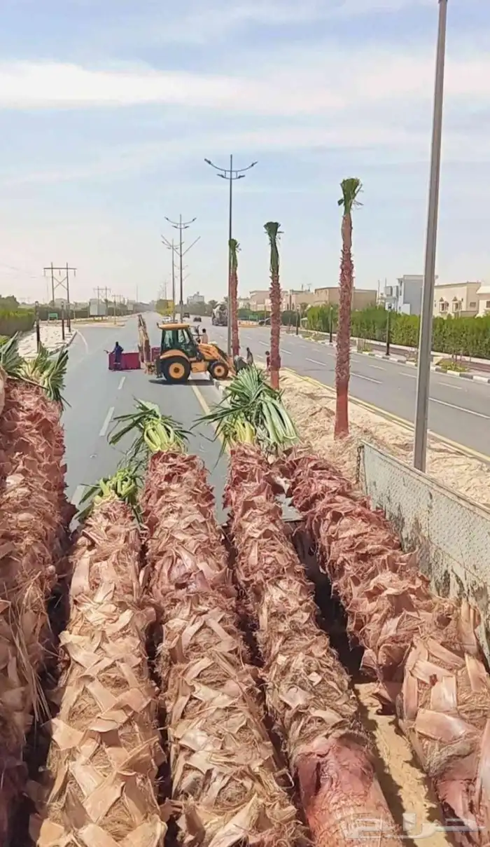 نخل فروخ نقايل نخيل برحي سكري سلاطين شيشي واشنطني مجدول عجوه 5