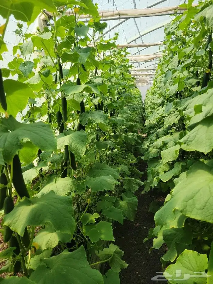 تنفيذ جميع أعمال الزراعة المائية 5