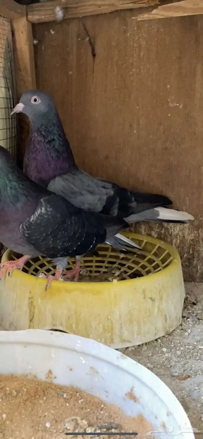 حمام قطيفي زرق 3