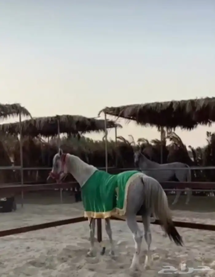 لدينا تأجير خيول وبوانى وجمال لاقامة الحفلات واليوم الوطنى 1