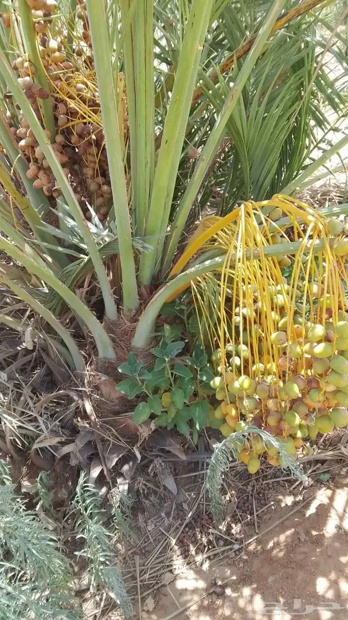 فروخ طيبه 0
